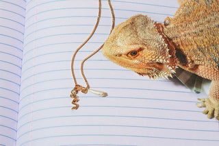 Bearded dragon next to a gold chain necklace with a small pearl pendant, lays on open notebook