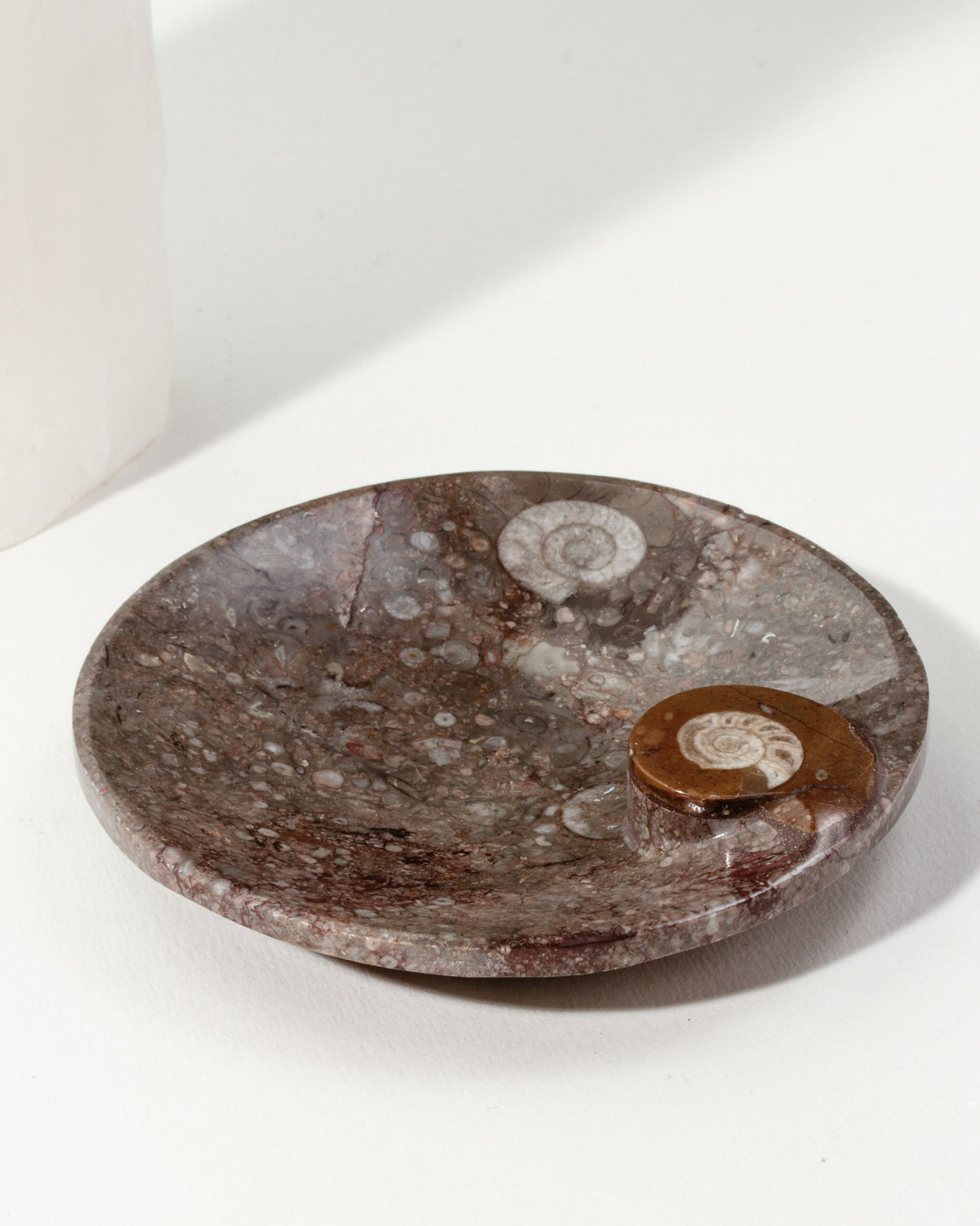 Brown Journey of Life catchall with ammonite fossils on a white surface.
