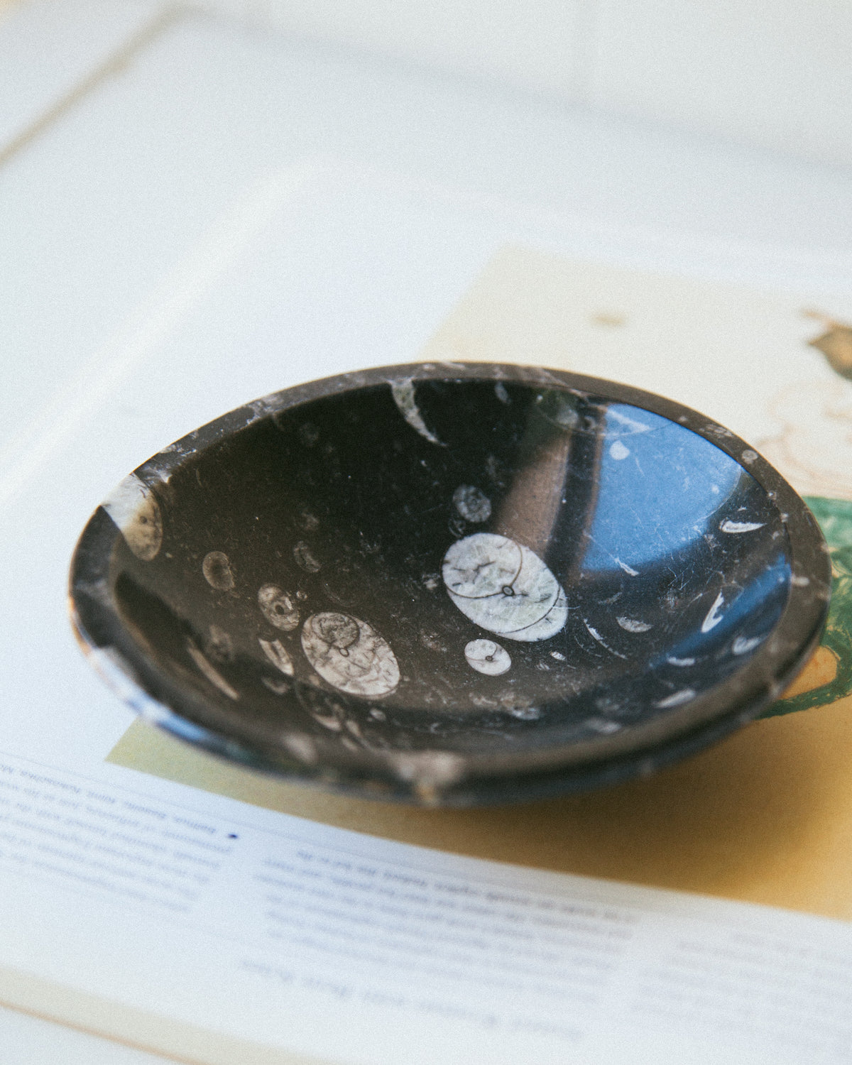 Stone Age Jewelry Catchall made of ammonite, showcasing spiral patterns and earthy tones.