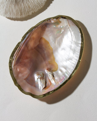 Open shell bowl on a light background