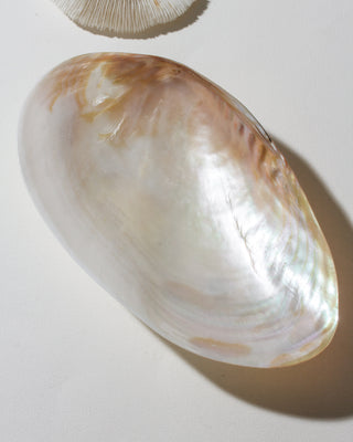 Shell on a white background