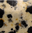 Dalmatian Jasper